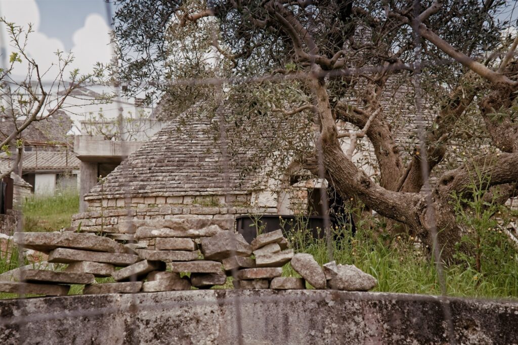 Minimalist detail of an original trulli shed an old stone wall and olive trees, capturing the rural texture of Puglia