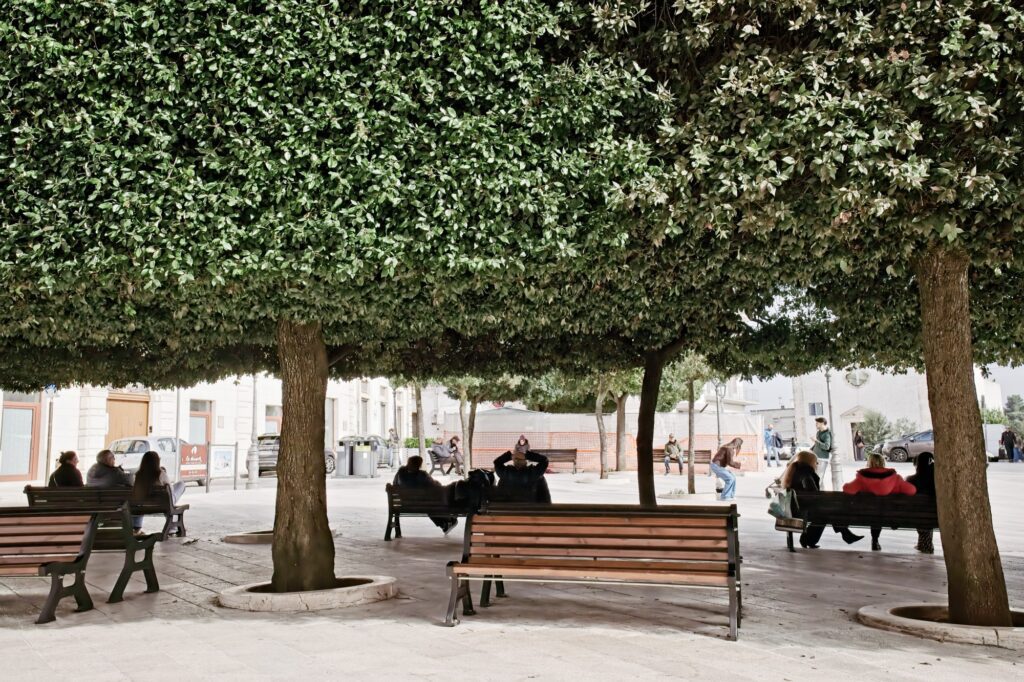A quiet, symmetrical shot of a wooden bench under a canopy of manicured green trees in a Bari piazza