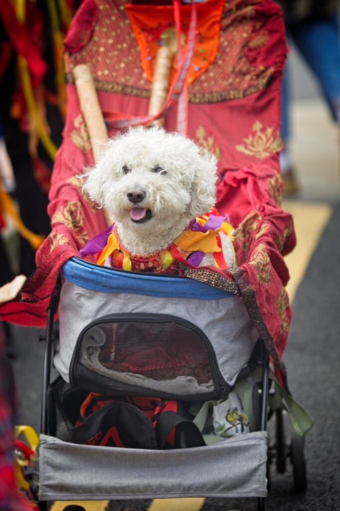 Candid editorial portrait of a dog in a pram during the Holmfirth Festival of Folk, capturing the quirky character of Yorkshire street life
